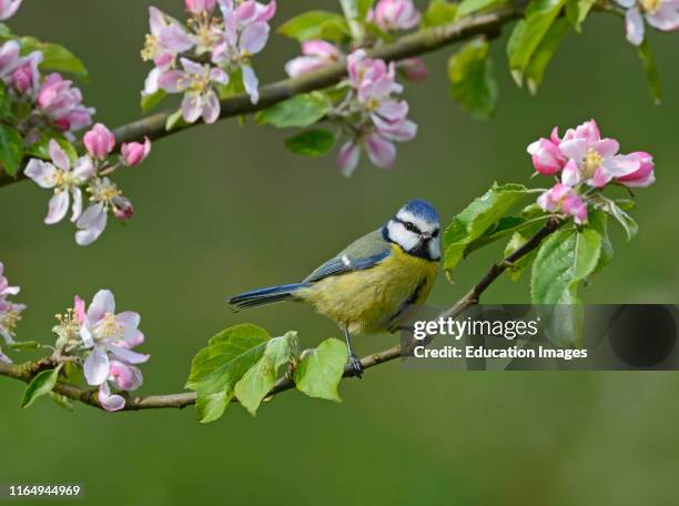 Blue Tit, Cyanistes caeruleus, Norfolk.