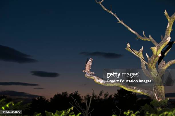 European Nightjar, Caprimulgus europaeus, male on song perch, Norfolk.