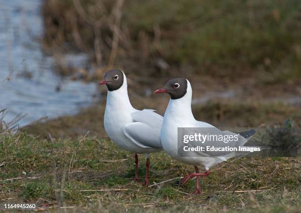 Black-headed Gull, Chroicocephalus ridibundus, pair in breeding plumage at Cley Norfolk.