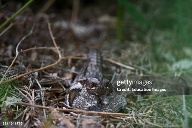 European Nightjar, Caprimulgus europaeus, adult brooding chicks, bill of chick visible poking out of breast, Suffolk Sandlings Spring / summer.