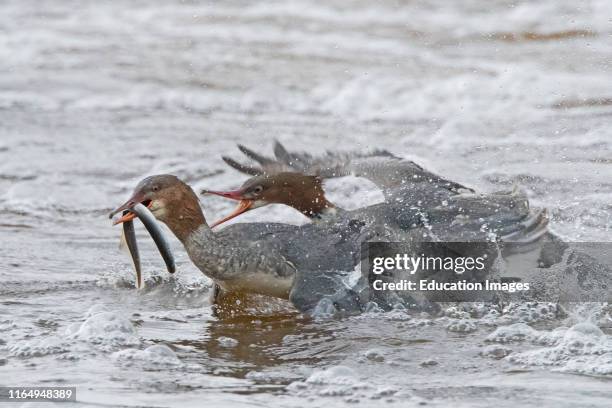 Goosander, Mergus merganser, catching a Lamprey and being chased in an attempt to be robbed of the fish, River Nith, Dumfries Scotland.