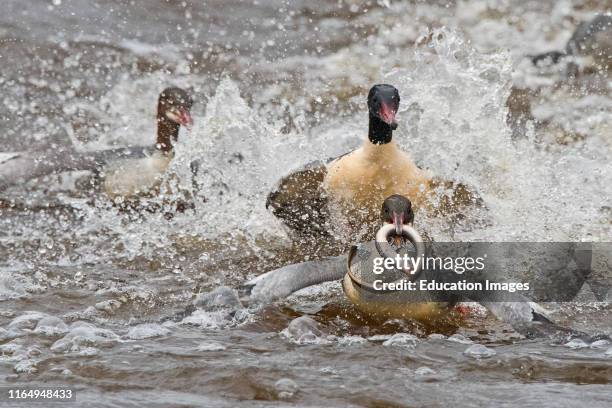 Goosander, Mergus merganser, catching a Lamprey and being chased in an attempt to be robbed of the fish, River Nith, Dumfries Scotland.