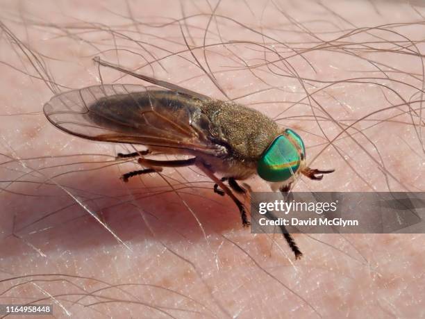 greenhead fly biting person's skin - greenhead fly stock pictures, royalty-free photos & images