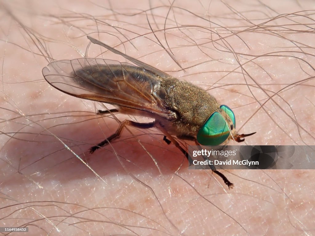 Greenhead fly biting person's skin