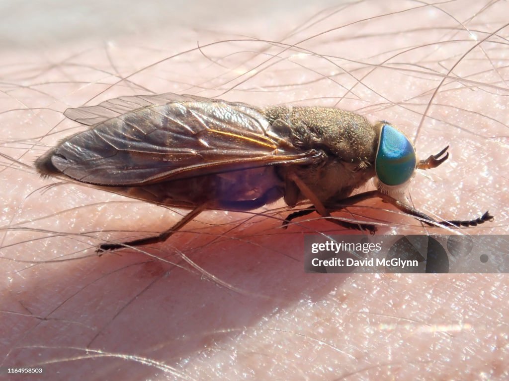 Greenhead fly biting person's skin