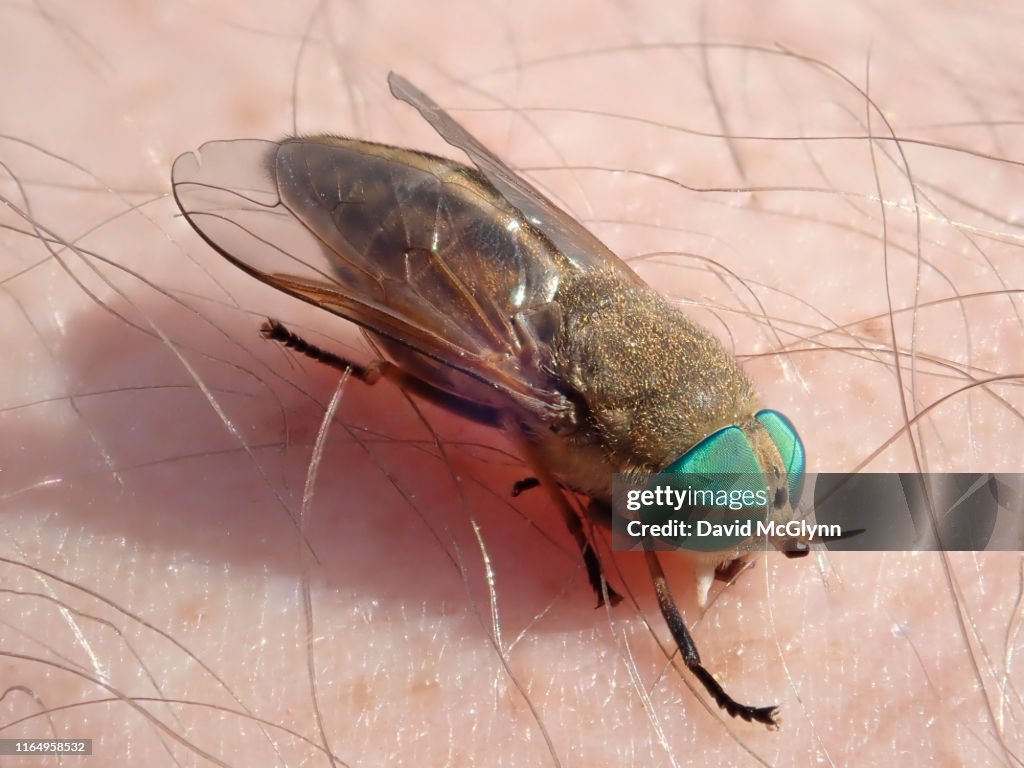 Greenhead fly biting person's skin