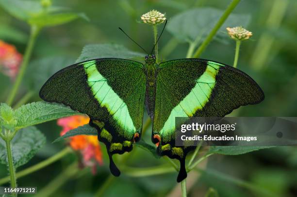 Tropical butterfly Emerald Swallowtail Papilio palinurus, Swallowtail butterflies Papilionidae.