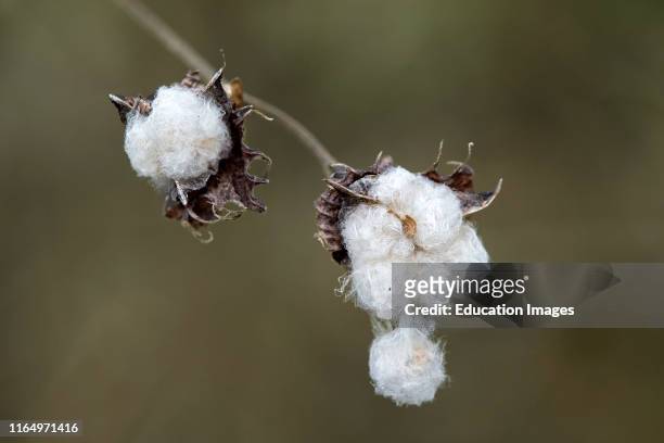 Mature seedpods of Galapagos cotton Gossypium barbadense var darwinii, Mallows family Malvaceae, Floreana Island, Galapagos Islands, Ecuador.