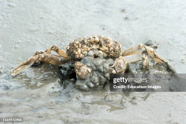Common shore crab, Carcinus maenas, about burying itself into the sand, Wadden Sea, Schleswig-Holstein, Germany.