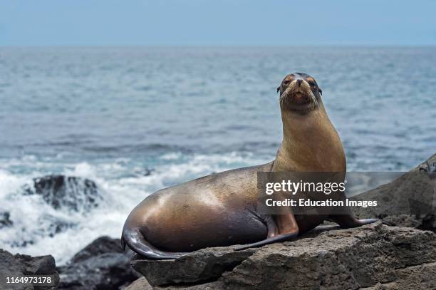 Galapagos Sea Lion, Zalophus wollebaeki, sitting on lava rocks, Ear seals family Otariidae, endemic to Galapagos, Floreana Island, Galapagos Islands,...