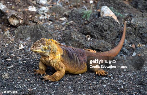 Galapagos Land Iguana, Conolophus subcristatus, Iguanidae family Santa Cruz Island, Galapagos Islands, Ecuador.