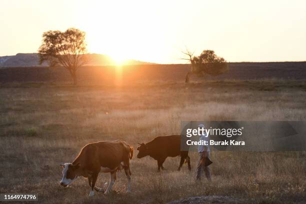 Man tends his cows on July 28, 2019 in Kalfat, Cankiri, Turkey. Britain's Prime Minister Boris Johnson's great-grandfather Ali Kemal once lived in...