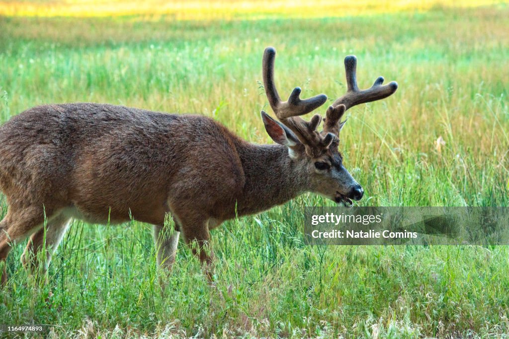 Mule Deer in Yosemite National Park