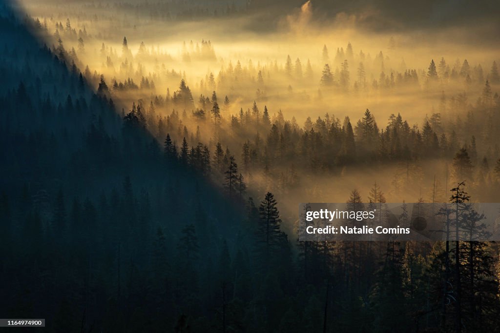 Misty Forest Sunrise in Yosemite Valley