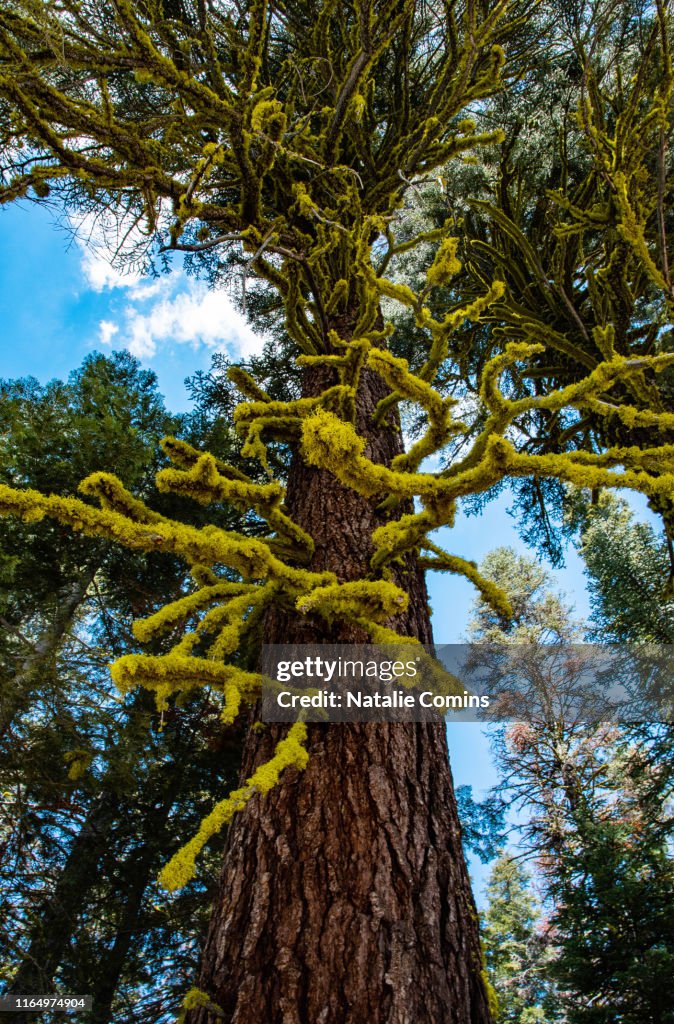 Tall tree in Yosemite National Park