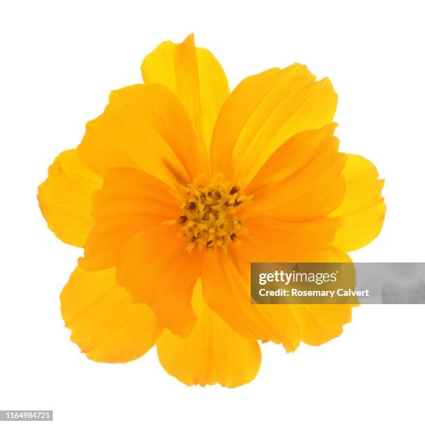orange cosmos sulphureus flower on white square. - おしべ ストックフォトと画像