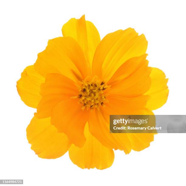 orange cosmos sulphureus flower on white square. - stamen stock pictures, royalty-free photos & images