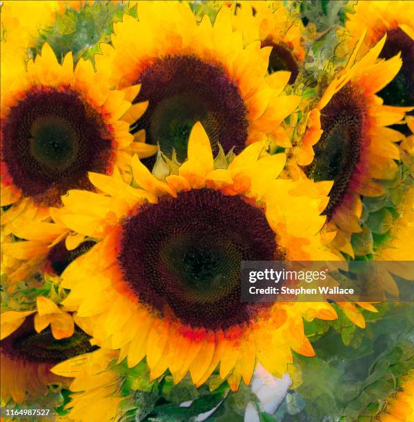 painted sunflower - kansas sunflowers stock pictures, royalty-free photos & images