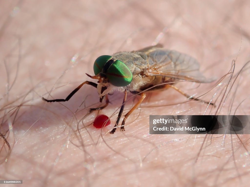 Greenhead fly biting person's skin