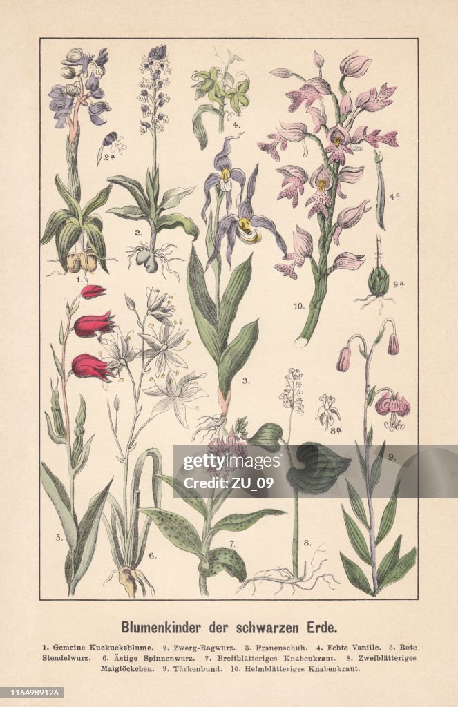 Orquídeas, litografia colorida à mão, publicada em 1892