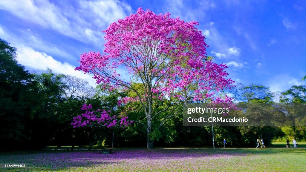 A magnificent pink ipe under beautiful blue sky day.