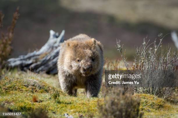 tasmania wild wombat - wombat fotografías e imágenes de stock