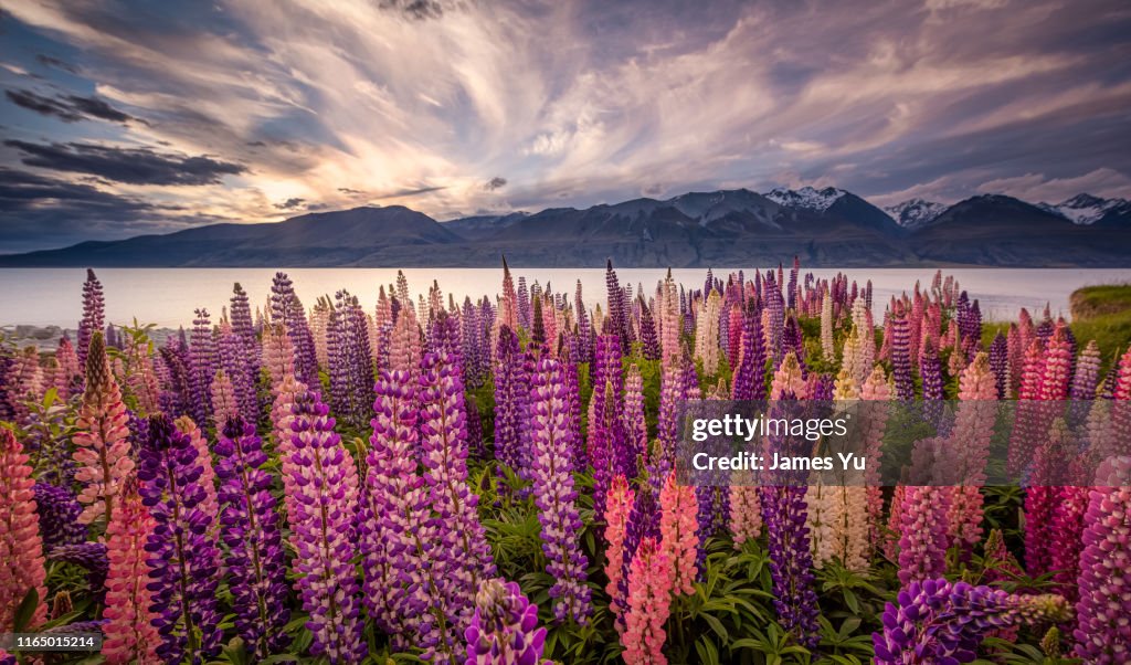 Lake Pukaki Lupins