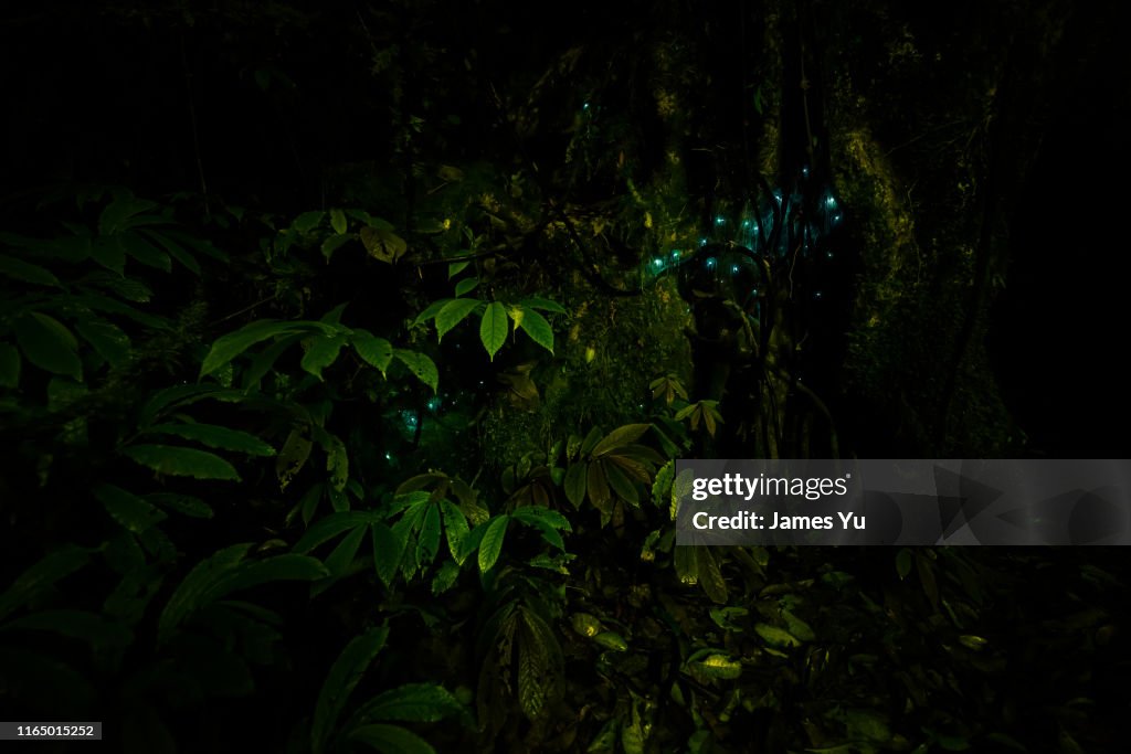 Waitomo Glowworm Caves