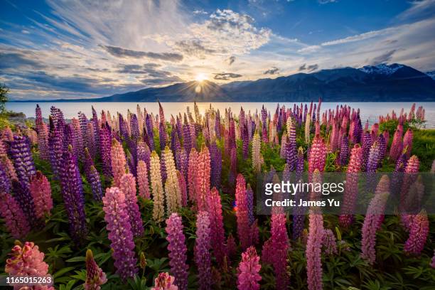lake pukaki lupins - valley of flowers uttarakhand stockfoto's en -beelden
