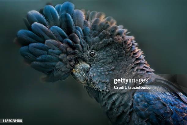 cacatoès noir à queue rouge (calyptorhynchus banksii) - espèces en danger photos et images de collection