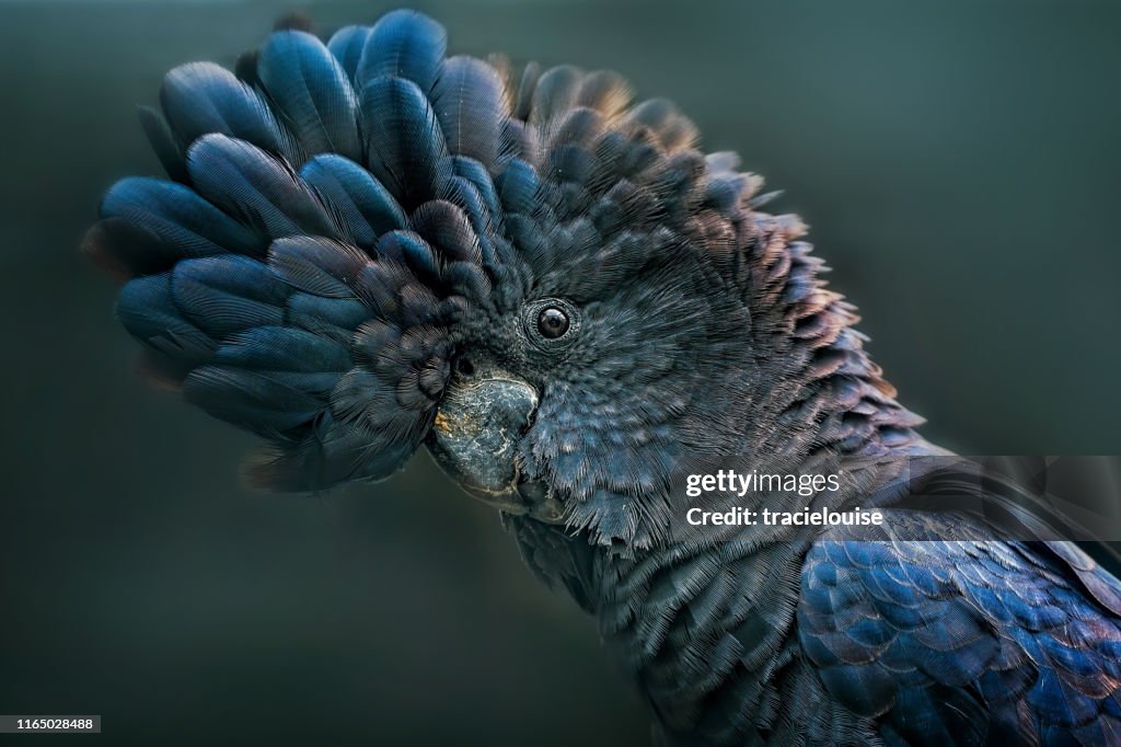 Rode staart kaketoe (Calyptorhynchus banksii)