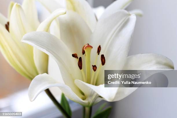 white lily flowers bouquet. close up, light blooming wedding background. floral pattern, abstract background. - calla lilies white stock-fotos und bilder