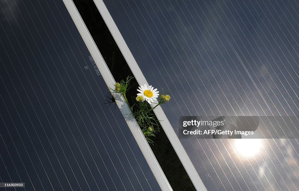 A flower is seen between two solar cell