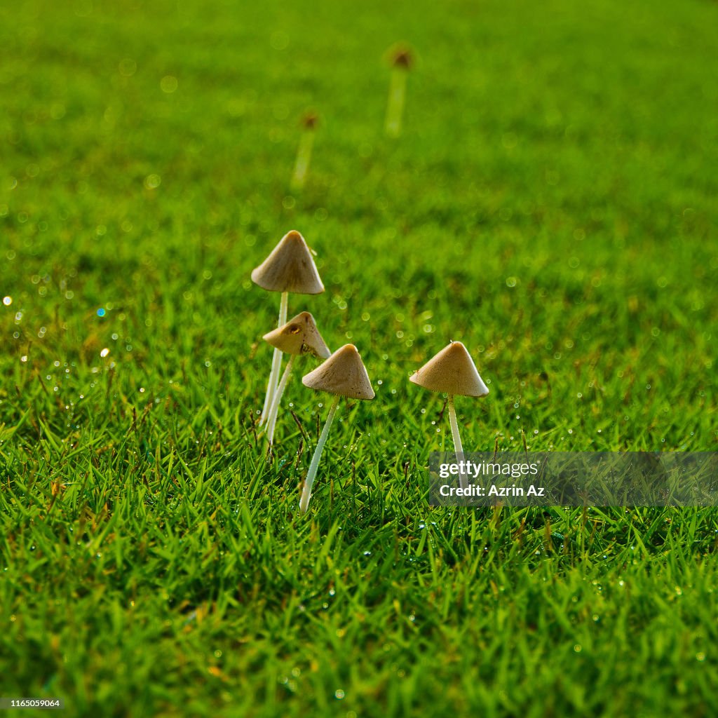 Mushy Mushrooms