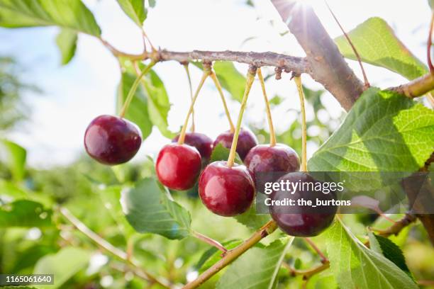 close-up of cherries growing on a tree against sky - cherry tree stock pictures, royalty-free photos & images