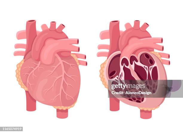 menschliche herz anatomie vektor. - aorta diagram stock-grafiken, -clipart, -cartoons und -symbole