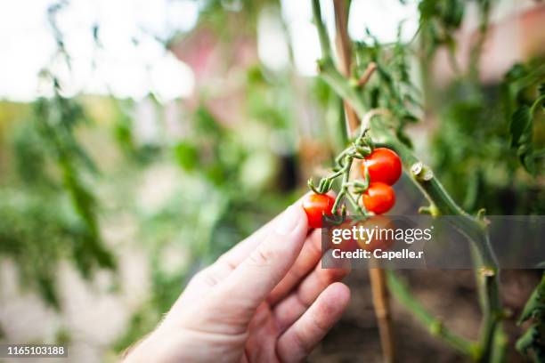 jardinage - cueillir une tomate cerise - tomate cerise imagens e fotografias de stock