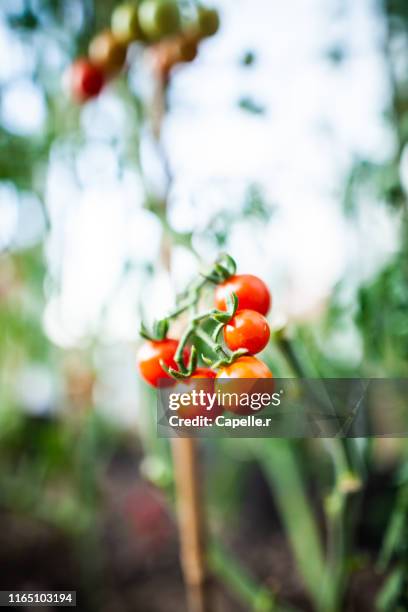 jardinage - tomates cerise - tomate cerise imagens e fotografias de stock