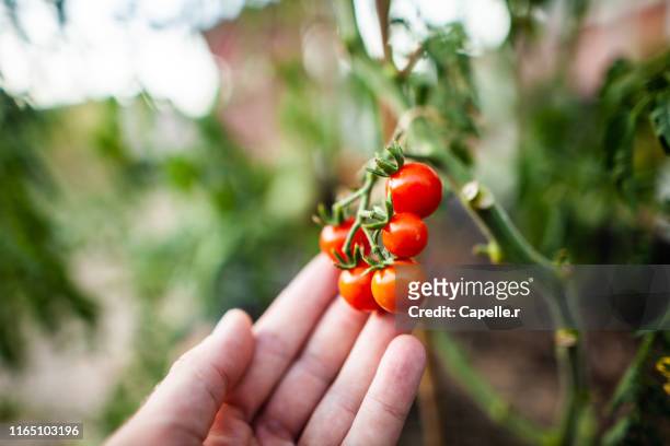 jardinage - cueillir une tomate cerise - cherry tomatoes stock-fotos und bilder