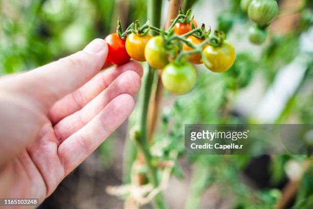 jardinage - cueillir une tomate cerise - tomate cerise imagens e fotografias de stock