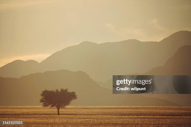 mesmerising namibian landscape with a single tree silhouette at sunrise - sahara　sunrise stock pictures, royalty-free photos & images