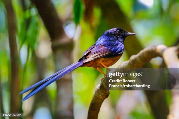 white-rumped shama (kittacincla malabarica), a bird that favours dense jungle, koh rong sanloem island, sihanoukville, cambodia, indochina, southeast asia, asia - malabarica stock pictures, royalty-free photos & images