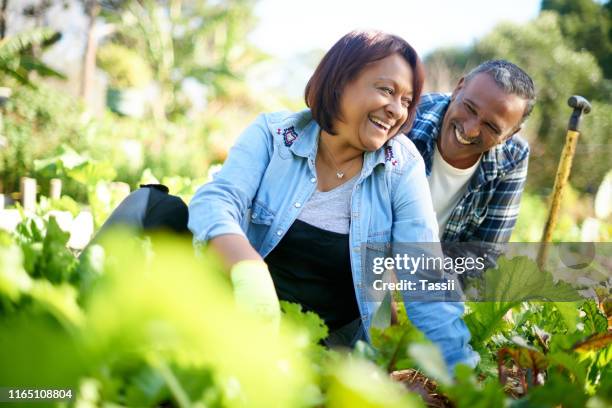 gardening can interest people of all ages - couple gardening stock pictures, royalty-free photos & images