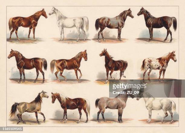bildbanksillustrationer, clip art samt tecknat material och ikoner med hästraser, chromolithograph, publicerad 1896 - belgisk kultur