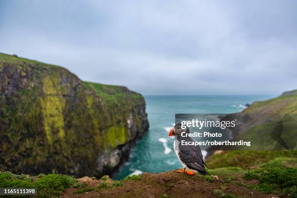 puffin at the wick, skomer island, pembrokeshire coast national park, wales, united kingdom, europe - pembrokeshire bildbanksfoton och bilder