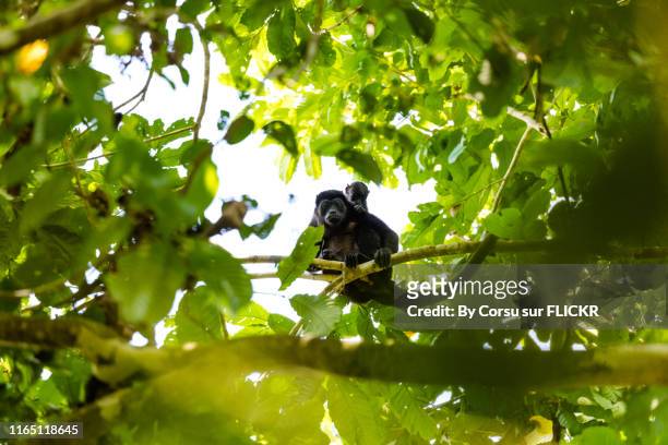 les singes hurleurs - howler monkey stock pictures, royalty-free photos & images