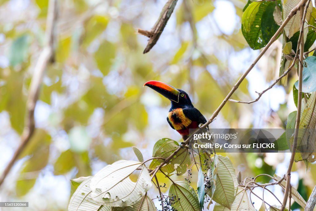 Fiery-billed Aracari