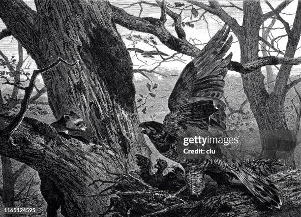marlin and hawk in combat - marlin stock illustrations