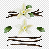 Vector 3d Realistic Sweet Scented Fresh Vanilla Flower with Dried Seed Pods and Leaves Set Closeup Isolated on Transparent Background. Distinctive Flavoring, Culinary Concept. Front View