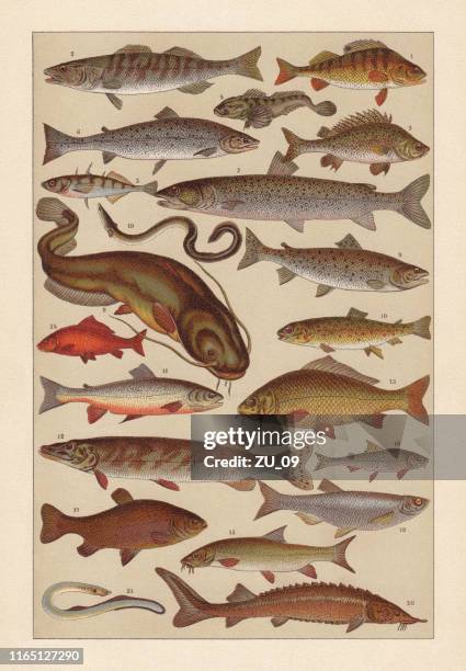 freshwater fish, chromolithograph, published in 1896 - northern pike stock illustrations